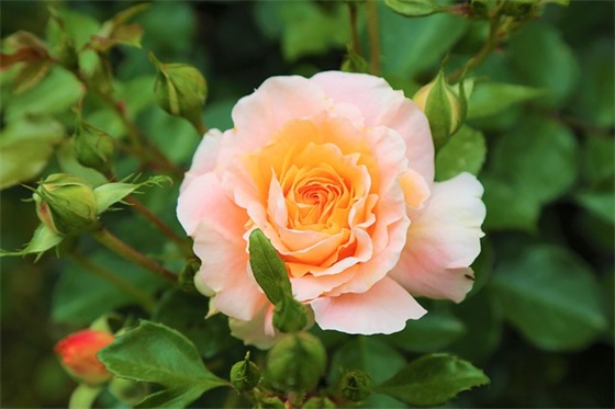 公司军训口号霸气押韵32句