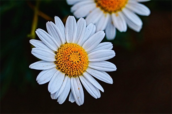 防控禽流感的标语 禽流感防控工作总结