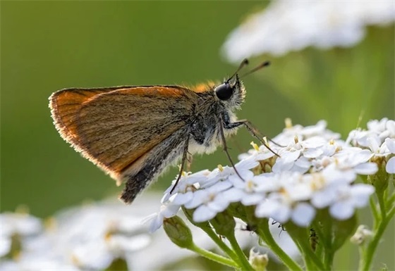 全国爱眼日宣传口号大全2026简短