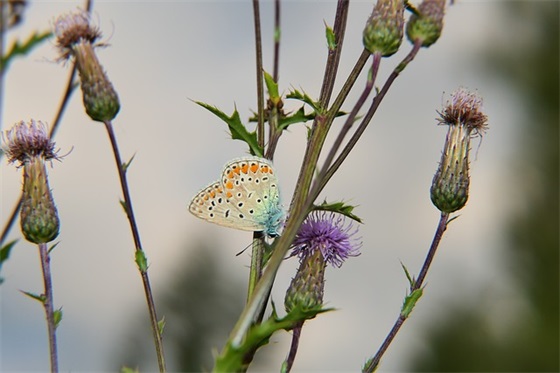运动会加油打气的口号