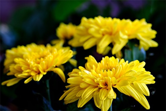 传统文化的标语 传统文化的8字标语