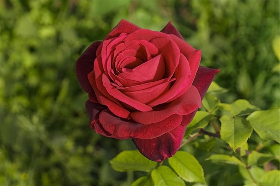 20261年秋季运动会加油宣传标语 小学运动会加油标语