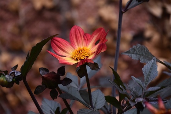 二年级运动会独特口号84句