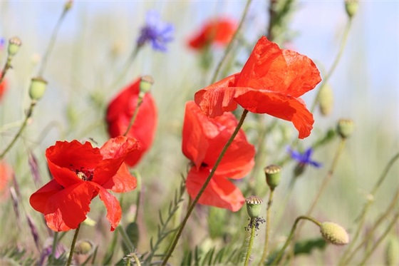 满月喜酒祝福语 满月酒祝福语怎么写