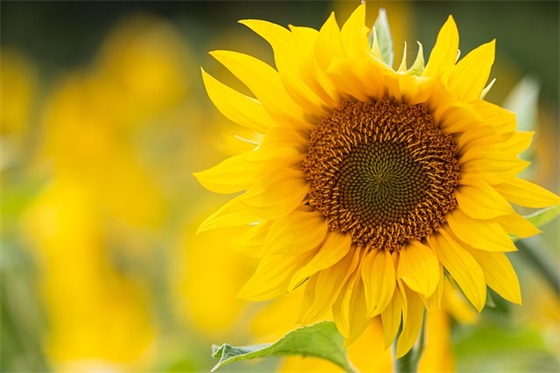 六一英文祝福语