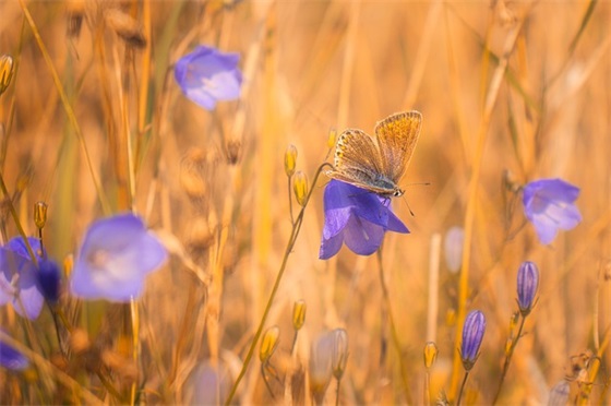 有关跨年祝福语全集
