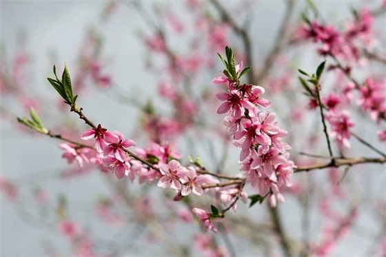 最新鸡年的祝福语