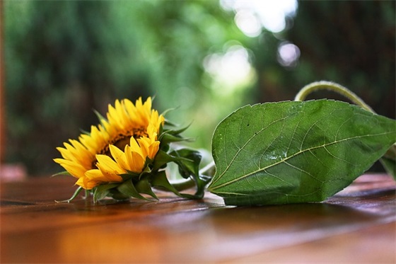 古诗词新婚祝福语 新婚祝福词语恭贺