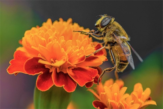 2026年除夕祝福语文案