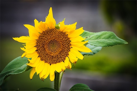 建军节祝福语致军人