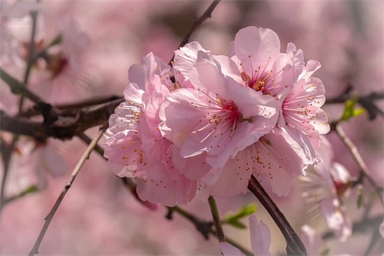 最新的对孕妇的祝福语大全(最新结婚祝福语大全)