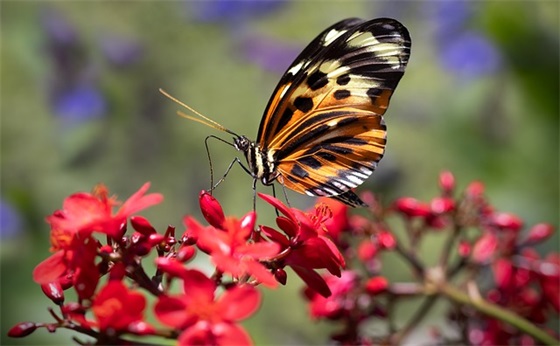 幼儿新年贺卡祝福语 幼儿园新年贺卡的祝福语