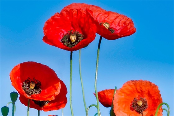 女儿二十岁生日祝福语 祝女儿20岁生日短句