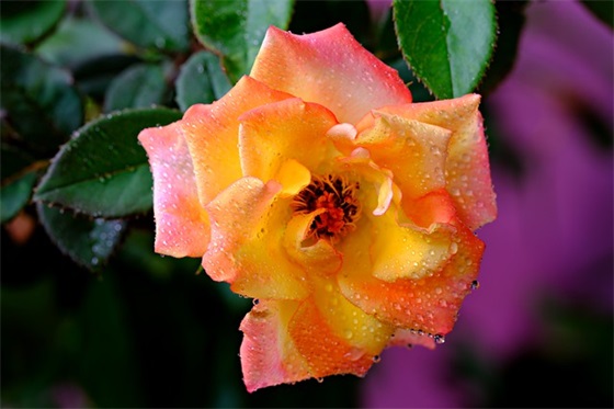 祝福祖国简短字 简短的祖国祝福语