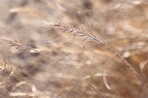 2026年小年祝福语句