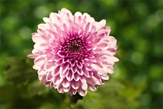 给同事的新年祝福