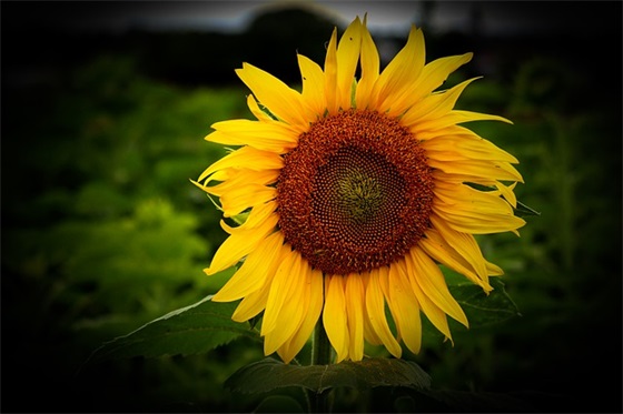 电梯安全使用宣传标语27句