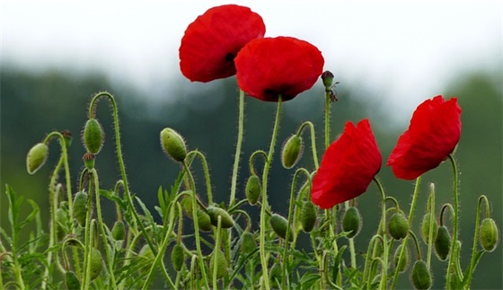 校园文化艺术节宣传标语