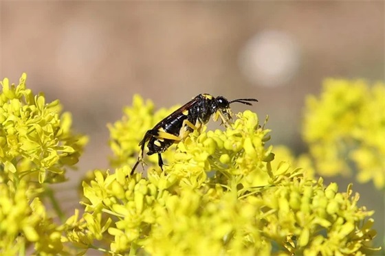 欢迎领导横幅标语大全