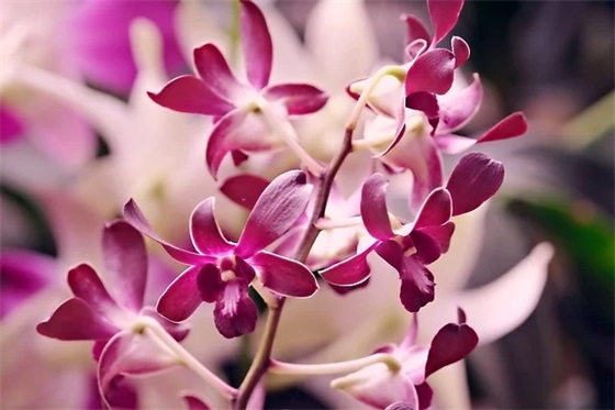 春节防疫宣传口号标语 防疫宣传标语