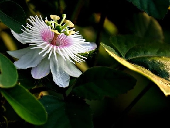 “文明行车、文明出行”公益广告标语