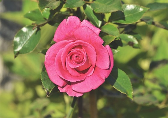 服务标语大全 关于服务的标语大全