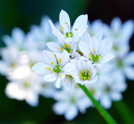 环保小标语小学生 小学生植树节标语