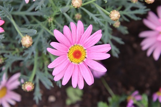 狼性励志句子 狼性励志句子霸气