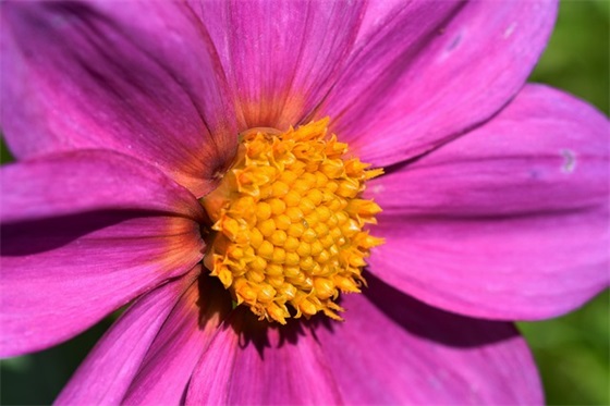 描写春天风景优美的句子(春天风景描写优美语段)