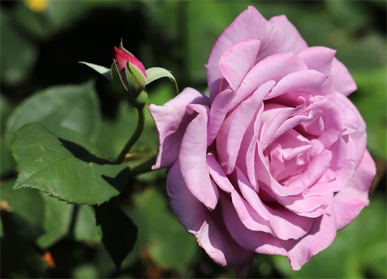 精选的赞美劳动的句子大全(赞美辛苦劳动的句子)