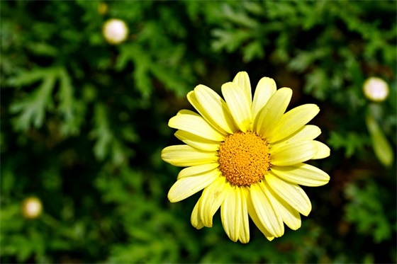 精选的赞扬毛泽东的句子大全