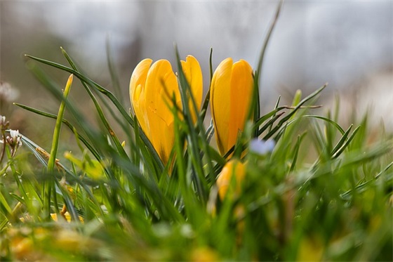 关于写春天大自然景色的句子摘抄