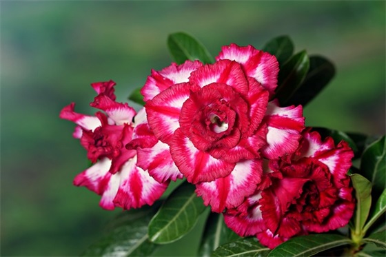 网络上流行的有趣搞笑句子