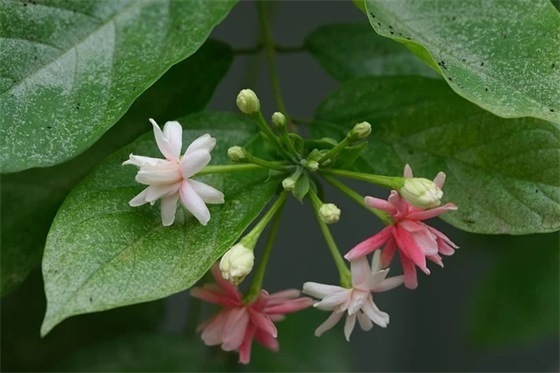 文案句子温柔干净爱情短句 爱情温柔文案短句干净