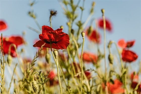 优美伤感押韵的句子