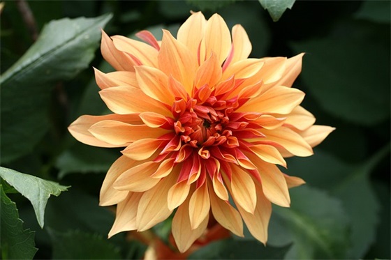 很伤感的爱情句子