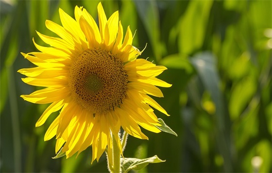 借助大海表示心情忧伤句子 描写大海的优美 、伤感的句子