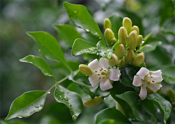 祝福祖国的话简短 感恩祖国的简短句子