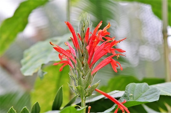 2026给小孩过白露节气祝福语