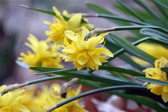 父亲节怎么写祝福语
