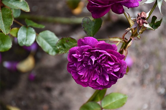 六班跑操口号-55句