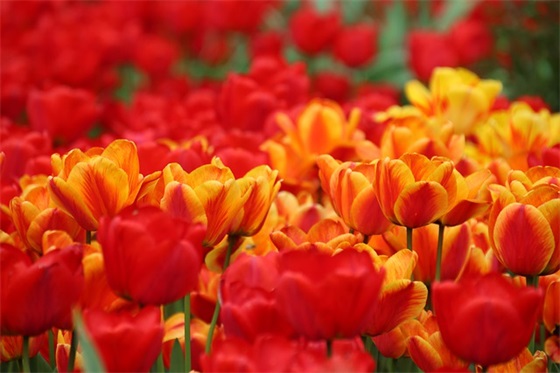 动员会口号大全-58句