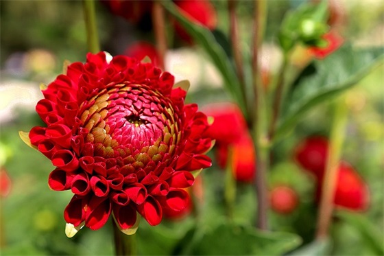 2026中国第农民丰收节丰收经典口号