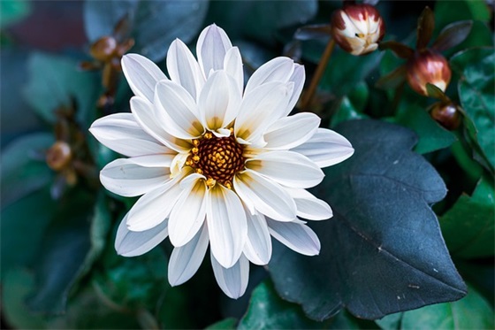 企业口号及释义-58句