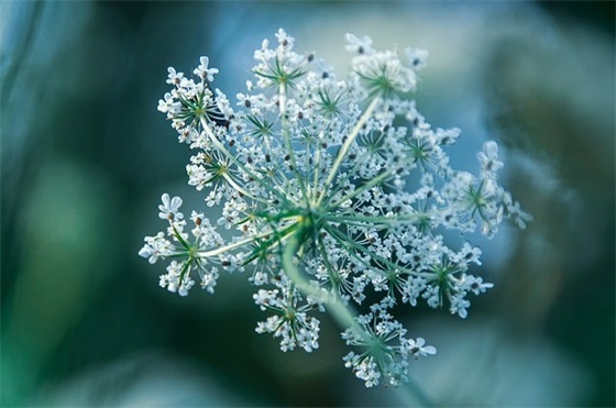 热门植树节宣传文案标语精选 植树节文案标题
