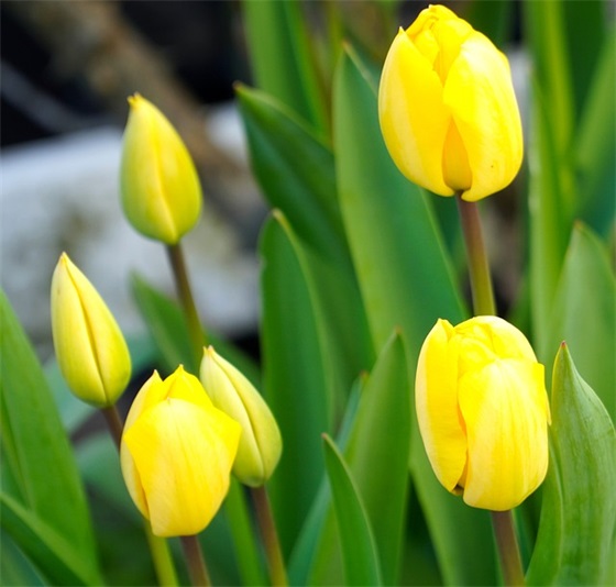 公司服务部门口号-85句