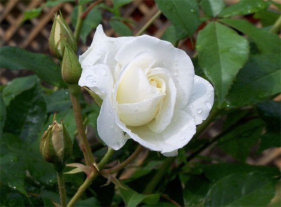 励志口号学生押韵 【100句精选】