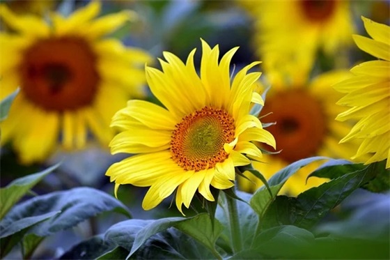 保安公司服务口号 【100句精选】