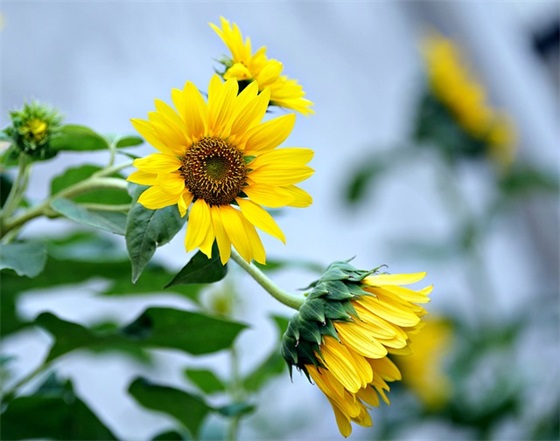 董事长的祝福语 【董事长祝福语 简短独特】