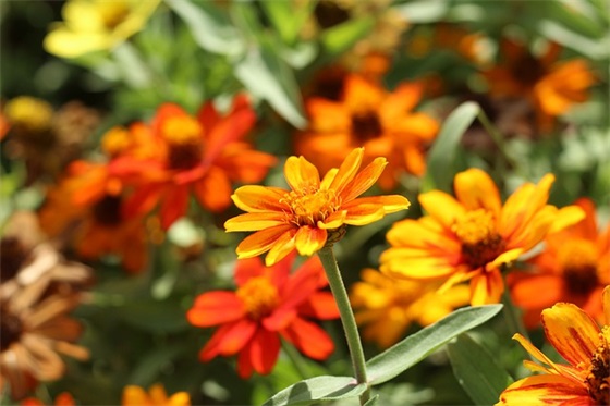 哥哥给妹妹结婚祝福语 【哥哥给妹妹结婚祝福语怎么说】